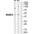 Western blot analysis of extracts from 293/HeLa cells, using RUNX3 antibody.