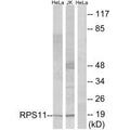 Western blot analysis of extracts from HeLa cells and Jurkat cells, using RPS11 antibody.