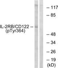 Western blot analysis of extracts from COS7 cells using IL-2Rβ/CD122 (Phospho-Tyr364) Antibody.The lane on the right is treated with the antigen-specific peptide.