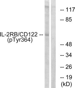 Western blot analysis of extracts from COS7 cells using IL-2Rβ/CD122 (Phospho-Tyr364) Antibody.The lane on the right is treated with the antigen-specific peptide.