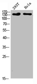 Western Blot analysis of 293T Hela cells using Collagen I Polyclonal Antibody diluted at 1:500. Secondary antibody  was diluted at 1:20000