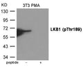 Western blot analysis of extracts from 3T3 cells treated with PMA using LKB1 (Phospho-Thr189) Antibody.The lane on the right is treated with the antigen-specific peptide.