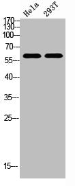 REL Antibody – Figure 1 of 5