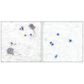 Immunohistochemical analysis of paraffin-embedded human brain tissue using Claudin 5 antibody.
