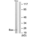 Western blot analysis of extracts from 293 cells, using Bax antibody.