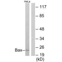 Western blot analysis of extracts from 293 cells, using Bax antibody.