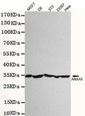 Western blot detection of ANXA5 antibody in 3T3,Hela,C6,COS7 and MCF7 cell lysates using ANXA5 antibody (1:2000 diluted).Predicted band size:30KDa.Observed band size:30KDa.Exposure time:20s.