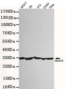 Western blot detection of ANXA5 antibody in 3T3,Hela,C6,COS7 and MCF7 cell lysates using ANXA5 antibody (1:2000 diluted).Predicted band size:30KDa.Observed band size:30KDa.Exposure time:20s.