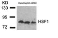 Western blot analysis of extracts from Hela, HepG2 and A2780 cells using HSF1(Ab-307) Antibody.