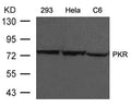Western blot analysis of extracts from 293, Hela and C6 cells using PKR(Ab-446) Antibody.