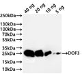 Western Blot
Positive WB detected in: recombinant protein
All lanes:DOF3 Antibody at 1:1000
Secondary
Goat polyclonal to rabbit IgG at 1/20000 dilution
Predicted band size: 22.5 kDa
Observed band size: 27 kDa