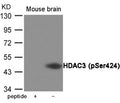 Western blot analysis of extracts from Mouse brain tissue using HDAC3 (Phospho-Ser424) Antibody.The lane on the left is treated with the antigen-specific peptide.