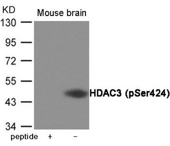 Western blot analysis of extracts from Mouse brain tissue using HDAC3 (Phospho-Ser424) Antibody.The lane on the left is treated with the antigen-specific peptide.
