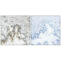Immunohistochemistry analysis of paraffin-embedded human prostate tissue using RPL31 antibody.