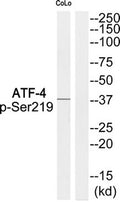 Western blot analysis of extracts from COLO cells using ATF-4 (Phospho-Ser219) Antibody.The lane on the right is treated with the antigen-specific peptide.