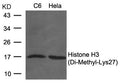 Western blot analysis of extracts from C6 and Hela cells using Histone H3 (Di-Methyl-Lys27) Antibody .