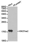 Western blot analysis of extracts of HeLa cell line and H3 protein expressed in E.coli., using H3K27me2antibody.