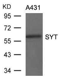 Western blot analysis of extracts from A431 cells using SYT Antibody.
