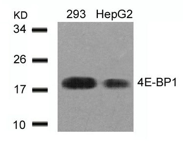 Western blot analysis of extracts from 293 and HepG2 cells using 4E-BP1(Ab-45) Antibody.
