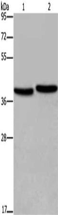 Gel: 8%SDS-PAGE, Lysate: 40 ug, Lane 1-2: MCF7 cells, NIH/3T3 cells, Primary antibody: CSB-PA174115(FHL1 Antibody) at dilution 1/400, Secondary antibody: Goat anti rabbit IgG at 1/8000 dilution, Exposure time: 5 seconds