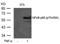 Western blot analysis of extracts from 3T3 cells untreated or treated with TNF-a using NFkB-p65(Phospho-Thr254) Antibody.