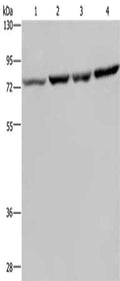 Gel: 8%SDS-PAGE, Lysate: 40 ug, Lane 1-4: A549 cells, PC3 cells, Hela cells, LoVo cells, Primary antibody: CSB-PA175056(PABPC1 Antibody) at dilution 1/500, Secondary antibody: Goat anti rabbit IgG at 1/8000 dilution, Exposure time: 10 seconds