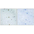 Immunohistochemistry analysis of paraffin-embedded human brain tissue, using ZFHX3 antibody.