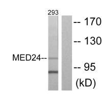 Western blot analysis of extracts from 293 cells, using MED24 antibody.