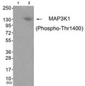 Western blot analysis of extracts from JK cells (Lane 2), using MAP3K1 (Phospho-Thr1400) Antibody. The lane on the left is treated with antigen-specific peptide.