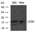 Western blot analysis of extracts from Hela and 293 cells using LC3A antibody.
