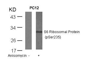 Western blot analysis of extracts from PC12 cells untreated or treated with anisomycin using S6 Ribosomal Protein(Phospho-Ser235) Antibody.