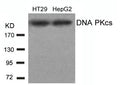 Western blot analysis of extracts from HT29 and HepG2 cells using DNA PKcs(Ab-2609) antibody.