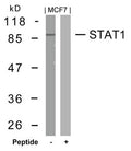 Western blot analysis of extracts from MCF7 cells using STAT1(Ab-727) Antibody and the same antibody preincubated with blocking peptide.