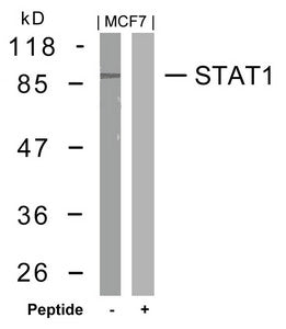 Western blot analysis of extracts from MCF7 cells using STAT1(Ab-727) Antibody and the same antibody preincubated with blocking peptide.