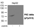 Western blot analysis of extracts from HepG2 cells using PKC delta (Phospho-Tyr313) Antibody.The lane on the right is treated with the antigen-specific peptide.