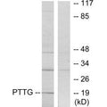 Western blot analysis of extracts from RAW264.7 cells, using PTTG antibody.
