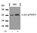Western blot analysis of extracts from 293 cells untreated or treated with UV using c-Jun(Phospho-Thr91) Antibody.