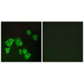 Immunofluorescence analysis of A549 cells, using TTF2 antibody.