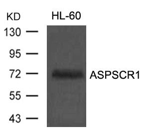 Western blot analysis of extracts from HL60 cells using ASPSCR1 Antibody.