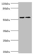CASP8 Antibody – Figure 1 of 4