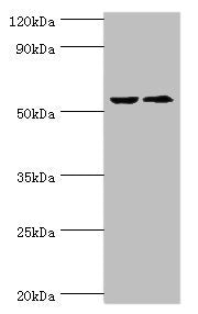 CASP8 Antibody – Figure 1 of 4