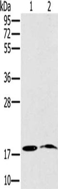 Gel: 10%SDS-PAGE, Lysate: 40 ug, Lane 1-2: Mouse heart tissue, Mouse brain tissue, Primary antibody: CSB-PA181171(NDUFA3 Antibody) at dilution 1/200, Secondary antibody: Goat anti rabbit IgG at 1/8000 dilution, Exposure time: 40 seconds