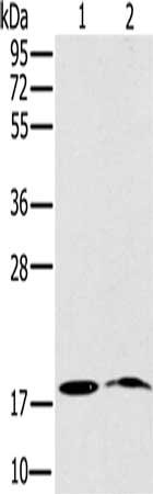 Gel: 10%SDS-PAGE, Lysate: 40 ug, Lane 1-2: Mouse heart tissue, Mouse brain tissue, Primary antibody: CSB-PA181171(NDUFA3 Antibody) at dilution 1/200, Secondary antibody: Goat anti rabbit IgG at 1/8000 dilution, Exposure time: 40 seconds
