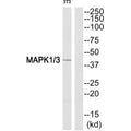 Western blot analysis of extracts from NIH-3T3 cells, using MAPK1/3 (Ab-205/222) antibody.