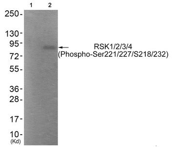 Western blot analysis of extracts from HepG2 cells (Lane 2), using RSK1/2/3/4 (Phospho-Ser221/227/218/232) Antibody. The lane on the left is treated with antigen-specific peptide.