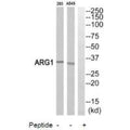 Western blot analysis of extracts from 293 cells and A549 cells, using ARG1antibody.