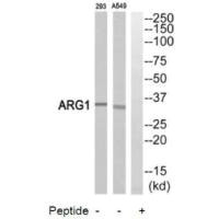 Western blot analysis of extracts from 293 cells and A549 cells, using ARG1antibody.
