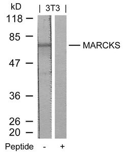 Western blot analysis of extracts from 3T3 cells using MARCKS(Ab-158) Antibody and the same antibody preincubated with blocking peptide.