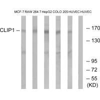 Western blot analysis of extracts from MCF-7 cells, RAW264.7 cells, HepG2 cells, COLO cells and HUVEC cells, using CLIP1 antibody.