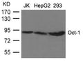 Western blot analysis of extracts from JK, HepG2 and 293 cells using Oct-1 Antibody.